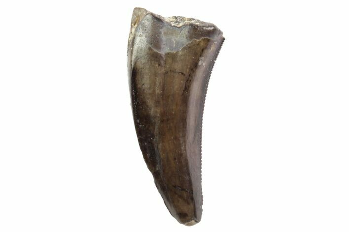 Serrated, Theropod (Raptor) Tooth - Montana #97428